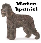 WATER SPANIEL