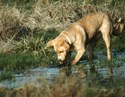 LabradorRetriever96