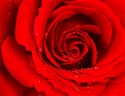 Red Rose