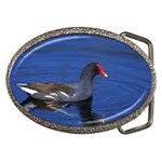 Common Moorhen  Belt Buckle