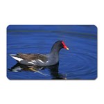 Common Moorhen  Magnet (Rectangular)