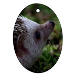 Standard Hedgehog Ornament (Oval)