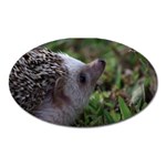 Standard Hedgehog Magnet (Oval)