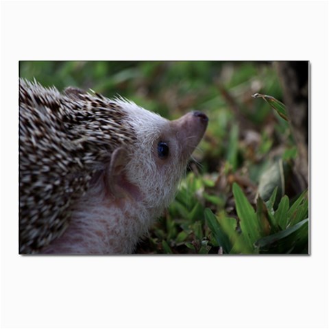 Standard Hedgehog Postcard 4 x 6  (Pkg of 10) from ArtsNow.com Front