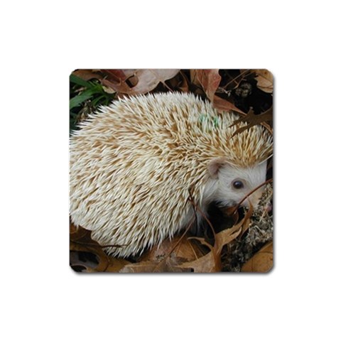 Hedgehog in Leaves Magnet (Square) from ArtsNow.com Front