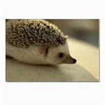 Standard Hedgehog II Postcard 5  x 7 