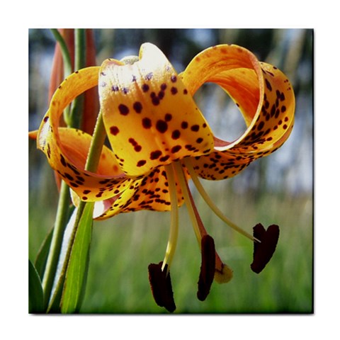 Tiger Lilly Title from ArtsNow.com Front