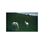 Two White Horses 0002 Sticker Rectangular (10 pack)