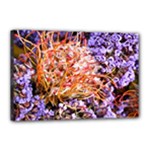  Purple Baby s Breath and Dried Orange Protea  by Ruth Edward Anderson - Canvas 18  x 12  (Stretched)