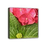 Pink Geranium - Ruth E Anderson -  Mini Canvas 4  x 4  (Stretched)