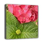 Pink Geranium - Ruth E Anderson -  Mini Canvas 8  x 8  (Stretched)