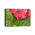 Pink Geranium - Ruth E Anderson -  Mini Canvas 6  x 4  (Stretched)