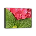 Pink Geranium - Ruth E Anderson -  Mini Canvas 7  x 5  (Stretched)