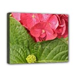 Pink Geranium - Ruth E Anderson -  Canvas 10  x 8  (Stretched)