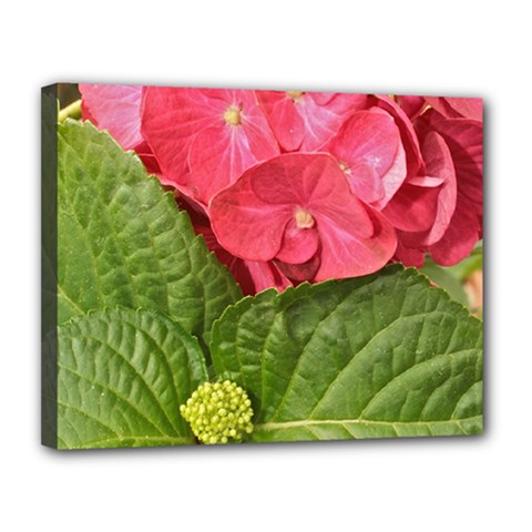 Pink Geranium