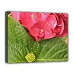 Pink Geranium - Ruth E Anderson -  Canvas 14  x 11  (Stretched)