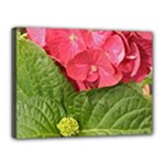 Pink Geranium - Ruth E Anderson -  Canvas 16  x 12  (Stretched)