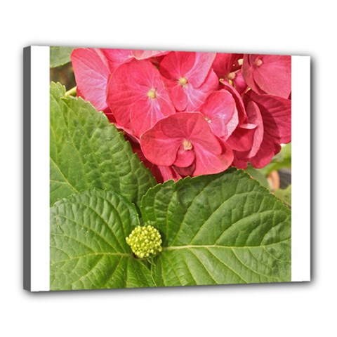 Pink Geranium