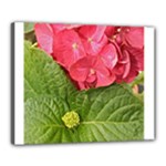 Pink Geranium - Ruth E Anderson -  Canvas 20  x 16  (Stretched)
