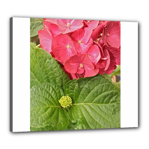 Pink Geranium