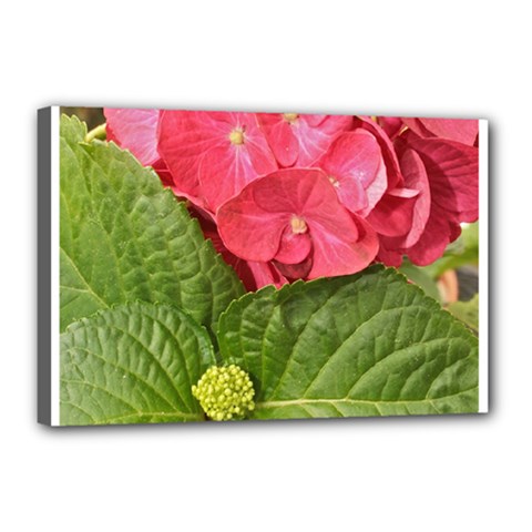 Pink Geranium