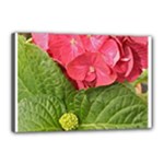 Pink Geranium - Ruth E Anderson -  Canvas 18  x 12  (Stretched)