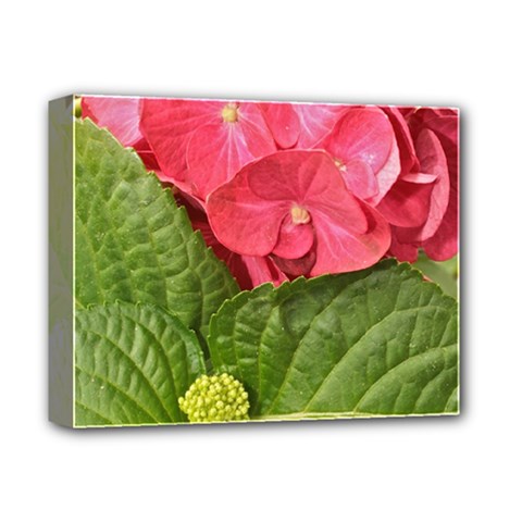 Pink Geranium