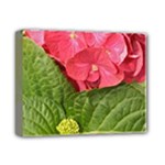 Pink Geranium - Ruth E Anderson -  Deluxe Canvas 14  x 11  (Stretched)