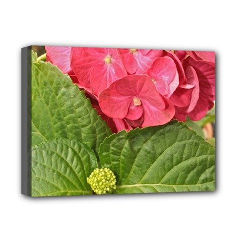 Pink Geranium