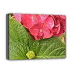 Pink Geranium - Ruth E Anderson -  Deluxe Canvas 16  x 12  (Stretched) 