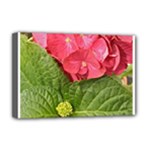 Pink Geranium - Ruth E Anderson -  Deluxe Canvas 18  x 12  (Stretched)