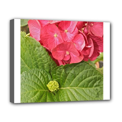 Pink Geranium