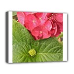 Pink Geranium - Ruth E Anderson -  Deluxe Canvas 20  x 16  (Stretched)