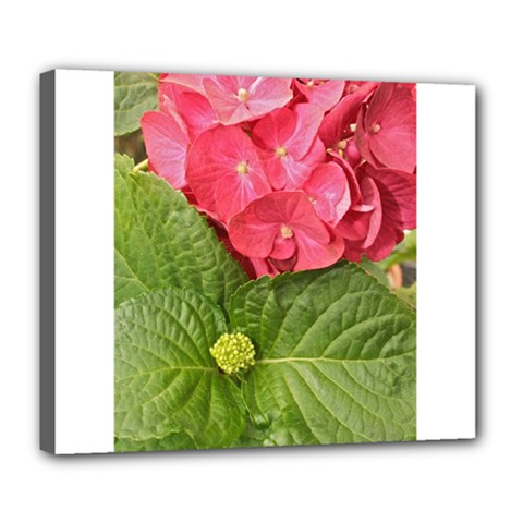 Pink Geranium