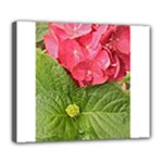 Pink Geranium - Ruth E Anderson -  Deluxe Canvas 24  x 20  (Stretched)