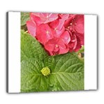 Pink Geranium - Ruth E Anderson -  Canvas 24  x 20  (Stretched)