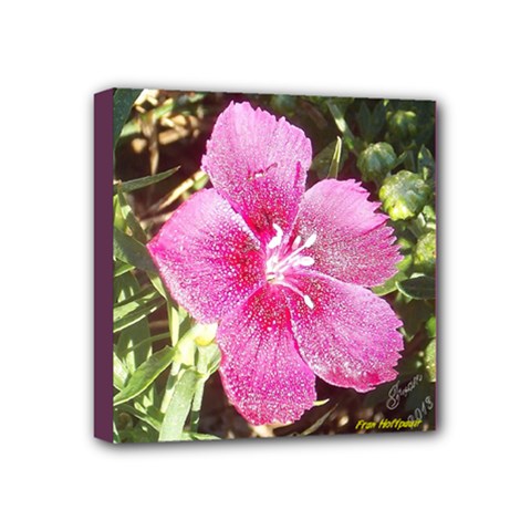 Dianthus