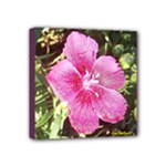 Dianthus - Fran Hoffpauir -  Mini Canvas 4  x 4  (Stretched)