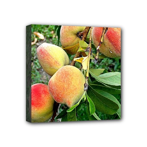 Peaches