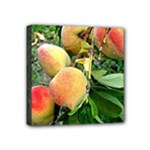 Peaches -  Fran Hoffpauir Mini Canvas 4  x 4  (Stretched)