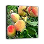 Peaches -  Fran Hoffpauir Mini Canvas 6  x 6  (Stretched)