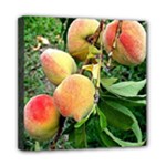 Peaches -  Fran Hoffpauir Mini Canvas 8  x 8  (Stretched)