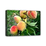 Peaches -  Fran Hoffpauir Mini Canvas 7  x 5  (Stretched)