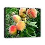 Peaches -  Fran Hoffpauir Canvas 10  x 8  (Stretched)