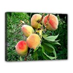 Peaches -  Fran Hoffpauir Canvas 16  x 12  (Stretched)