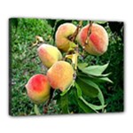 Peaches -  Fran Hoffpauir Canvas 20  x 16  (Stretched)