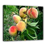 Peaches -  Fran Hoffpauir Canvas 24  x 20  (Stretched)