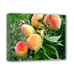 Peaches -  Fran Hoffpauir Deluxe Canvas 14  x 11  (Stretched)