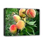 Peaches -  Fran Hoffpauir Deluxe Canvas 16  x 12  (Stretched) 