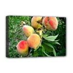 Peaches -  Fran Hoffpauir Deluxe Canvas 18  x 12  (Stretched)